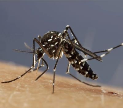 Zanzara e altri insetti, impariamo a difenderci